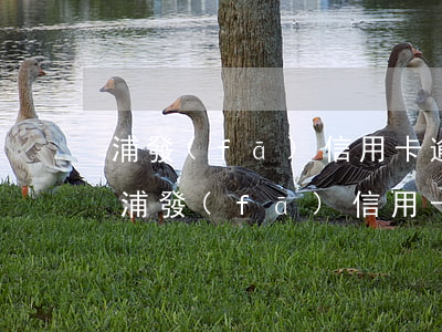 浦發(fā)信用卡逾期還款2天怎么辦-浦發(fā)信用卡逾期還款2天怎么辦理