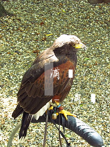 浦發(fā)信用卡逾期還款多久影響征信-浦發(fā)信用卡逾期還款多久影響征信報(bào)告