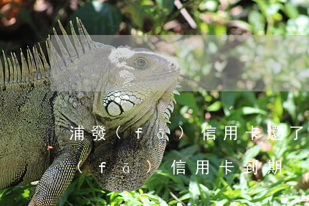 浦發(fā)信用卡還了逾期多久開卡(浦發(fā)信用卡 到期)