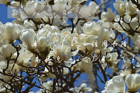 浦發(fā)信用卡降額怎么協(xié)商停息掛賬-浦發(fā)銀行降額后如何協(xié)商分期