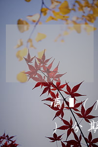 浦發(fā)分期32個月免息 浦發(fā)分期手續(xù)費五折2021