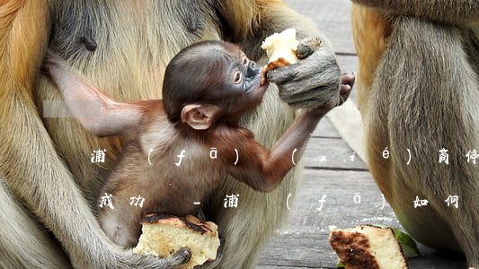 浦發(fā)協(xié)商停息分期容易成功嗎-浦發(fā)如何協(xié)商分期