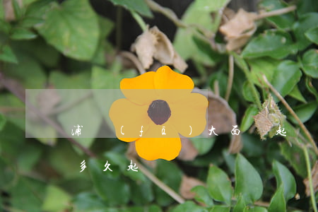 浦發(fā)大面積起訴逾期(浦發(fā)多久起訴)