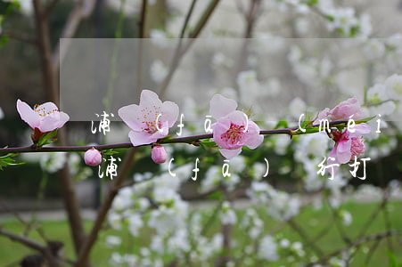 浦發(fā)沒(méi)有逾期提醒還款(浦發(fā)銀行打電話提醒還款,還沒(méi)到期)
