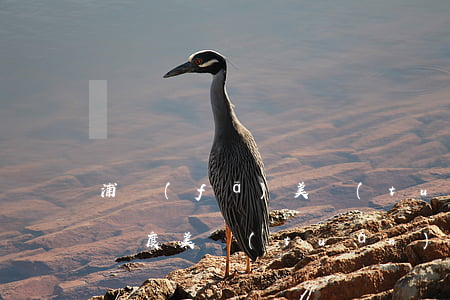 浦發(fā)美團(tuán)信用卡透支額度(美團(tuán)信用卡最高額度)