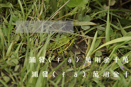 浦發(fā)萬用金十萬36期還款明細-浦發(fā)萬用金十萬36期還款明細查詢