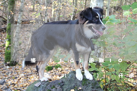 浦發(fā)逾期10萬被起訴了如何應訴-浦發(fā)銀行逾期3個月要起訴我怎么辦