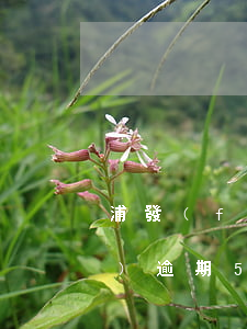 浦發(fā)逾期5天全額還款(浦發(fā)逾期5天全額還款)