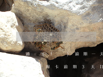浦發(fā)逾期一天還款飛客(浦發(fā)信用卡逾期3天打電話來說要全額還款)