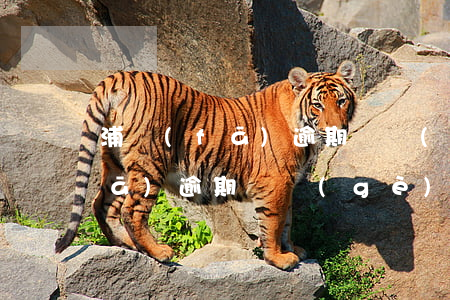 浦發(fā)逾期兩個(gè)月(浦發(fā)逾期兩個(gè)月說(shuō)移交律師了,是真的假的)