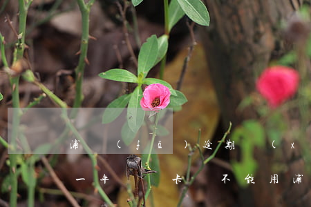 浦發(fā)逾期協(xié)商還款只給一年時間卡還不能用（浦發(fā)協(xié)商還款逾期一天）