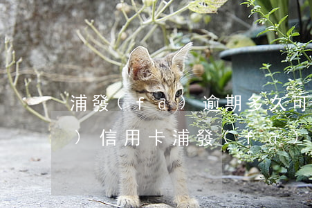 浦發(fā)逾期多久可以申請(qǐng)信用卡(浦發(fā)逾期多久可以申請(qǐng)信用卡)