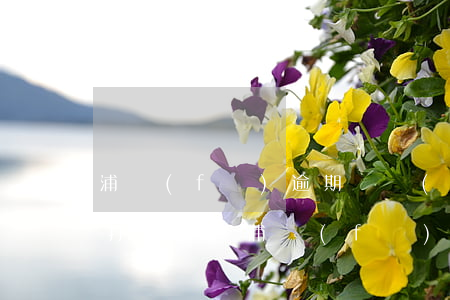 浦發(fā)逾期幾個(gè)月后突然不打電話-浦發(fā)逾期幾個(gè)月后突然不打電話了怎么辦