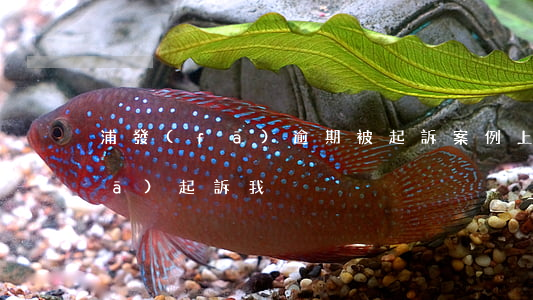 浦發(fā)逾期被起訴案例上海(浦發(fā)起訴我)