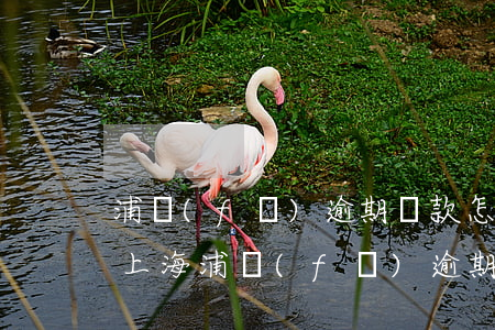 浦發(fā)逾期還款怎么協(xié)商上海(浦發(fā)逾期半個(gè)月還是還不上要怎么協(xié)商)