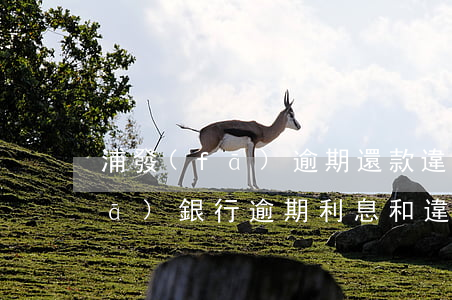 浦發(fā)逾期還款違約金減免(浦發(fā)銀行逾期利息和違約金能退回來嗎)