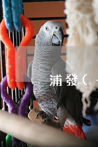浦發(fā)銀行信用卡申請顯示有逾期