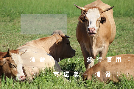 浦發(fā)銀行信用卡被起訴后協(xié)商還款-浦發(fā)銀行信用卡被起訴后協(xié)商還款會(huì)怎么樣