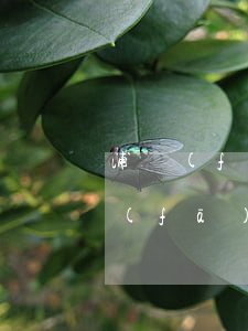 浦發(fā)銀行信用卡逾期100天(浦發(fā)信用卡10萬逾期六個(gè)月)
