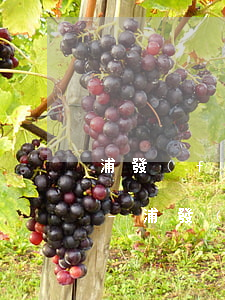 浦發(fā)銀行信用卡逾期五天會什么樣-浦發(fā)銀行信用卡逾期五天會什么樣嗎