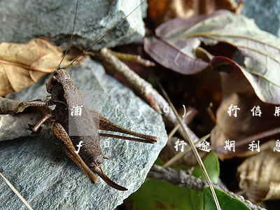 浦發(fā)銀行信用卡逾期后利息(浦發(fā)銀行逾期利息和違約金能退回來嗎)