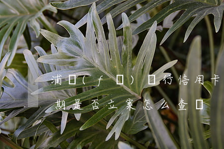 浦發(fā)銀行信用卡逾期查詢(信用卡逾期是否立案怎么查詢)