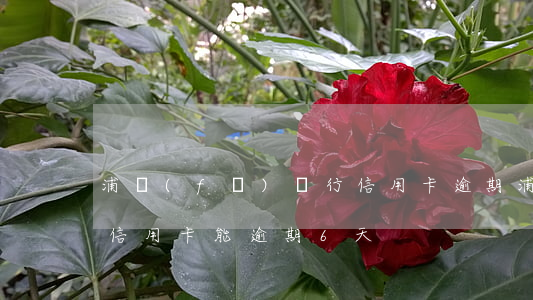 浦發(fā)銀行信用卡 逾期（浦發(fā)信用卡能逾期6天）