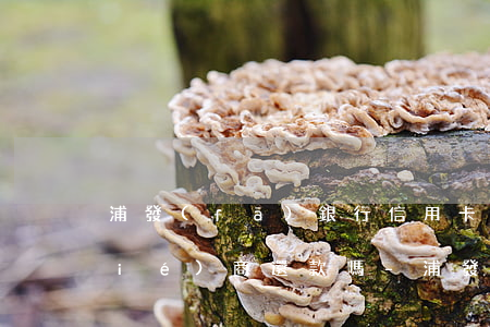 浦發(fā)銀行信用卡還不上,可以協(xié)商還款嗎-浦發(fā)銀行信用卡還不上,可以協(xié)商還款嗎