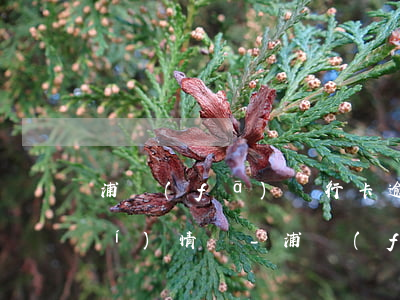 浦發(fā)銀行卡逾期到公司核實(shí)情況-浦發(fā)銀行卡逾期到公司核實(shí)情況怎么辦