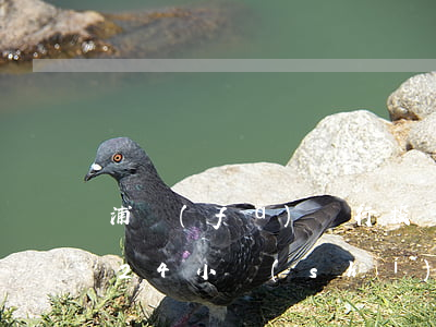 浦發(fā)銀行投訴中心-浦發(fā)24小時(shí)人工客服電話