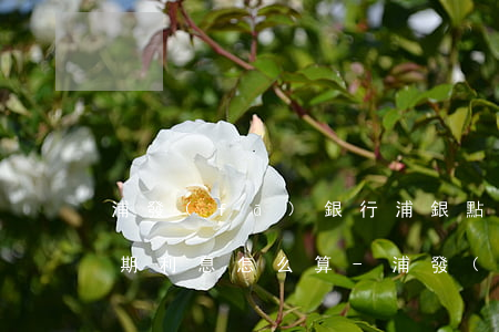 浦發(fā)銀行浦銀點(diǎn)貸逾期利息怎么算-浦發(fā)銀行浦銀點(diǎn)貸逾期利息怎么算的
