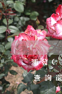 浦發(fā)銀行的萬(wàn)用金怎么查詢還款-浦發(fā)銀行的萬(wàn)用金怎么查詢還款記錄