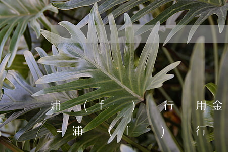 浦發(fā)銀行萬用金怎么查看還款情況-浦發(fā)銀行萬用金怎么查看還款情況明細(xì)