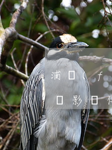 浦發(fā)銀行貸款逾期了幾個小時會不會影響信用（浦發(fā)信用卡逾期一天會有影響嗎）