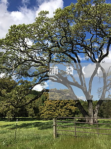 浦發(fā)銀行逾期幾天