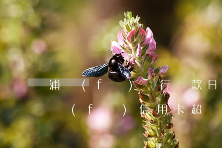 浦發(fā)銀行還款日到期后寬限幾天（浦發(fā)信用卡超過多久還款算逾期）