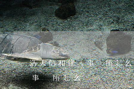 浩天信和律師事務所怎么樣(北京市浩天律師事務所怎么樣)