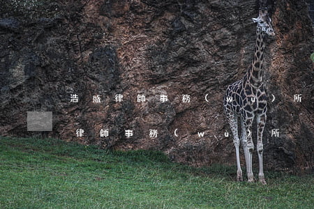 浩盛律師事務(wù)所靠譜嗎(北京市浩盛律師事務(wù)所)