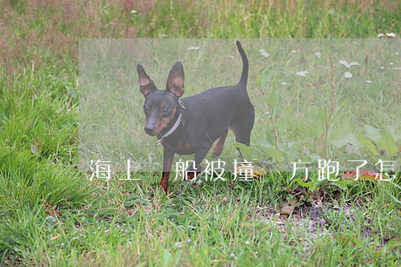 海上開船被撞,對方跑了怎么辦