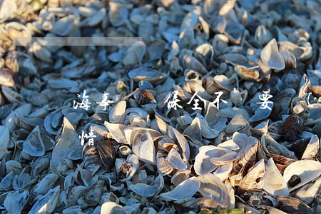 海事訴訟保全不許要擔(dān)保的四種情況