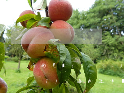 海南省環(huán)境方面法律法規(guī)(海南近年來頒布保護(hù)環(huán)境衛(wèi)生的法律)