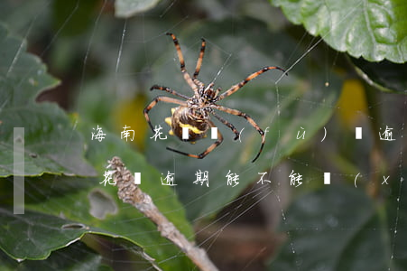 海南花唄負(fù)債逾期協(xié)商(花唄逾期能不能協(xié)商每個(gè)月還個(gè)1000)