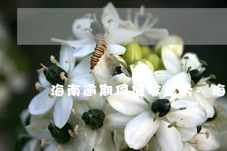 海南逾期停催收业务-海南网贷催收