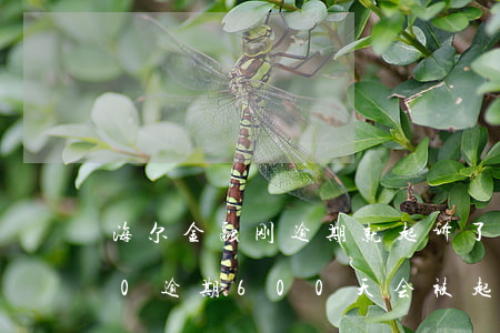 海尔金融刚逾期就起诉了 海尔金融欠7000逾期600天会被起诉吗