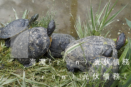 海潤(rùn)光伏債務(wù)逾期(海潤(rùn)光伏債務(wù)逾期了)