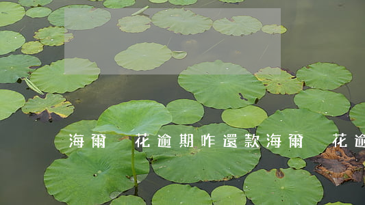 海爾夠花逾期咋還款(海爾夠花逾期咋還款)