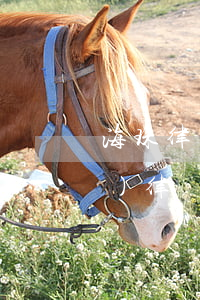 海珠律師事務(wù)所地址(海珠區(qū)律師事務(wù)所一覽表)