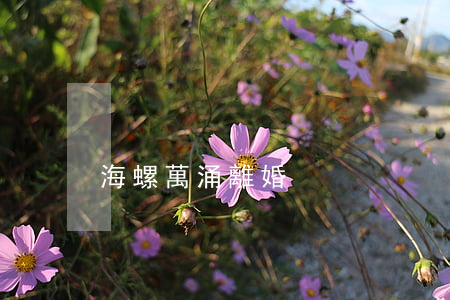 海螺萬涌離婚