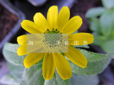 海鹽二手房出售