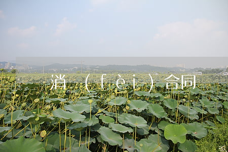 消費(fèi)合同糾紛是怎么處理的